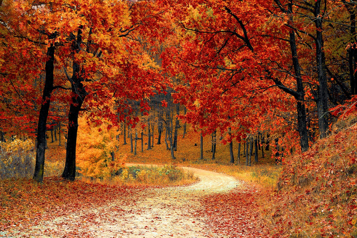 Warum wir im Herbst zunehmen