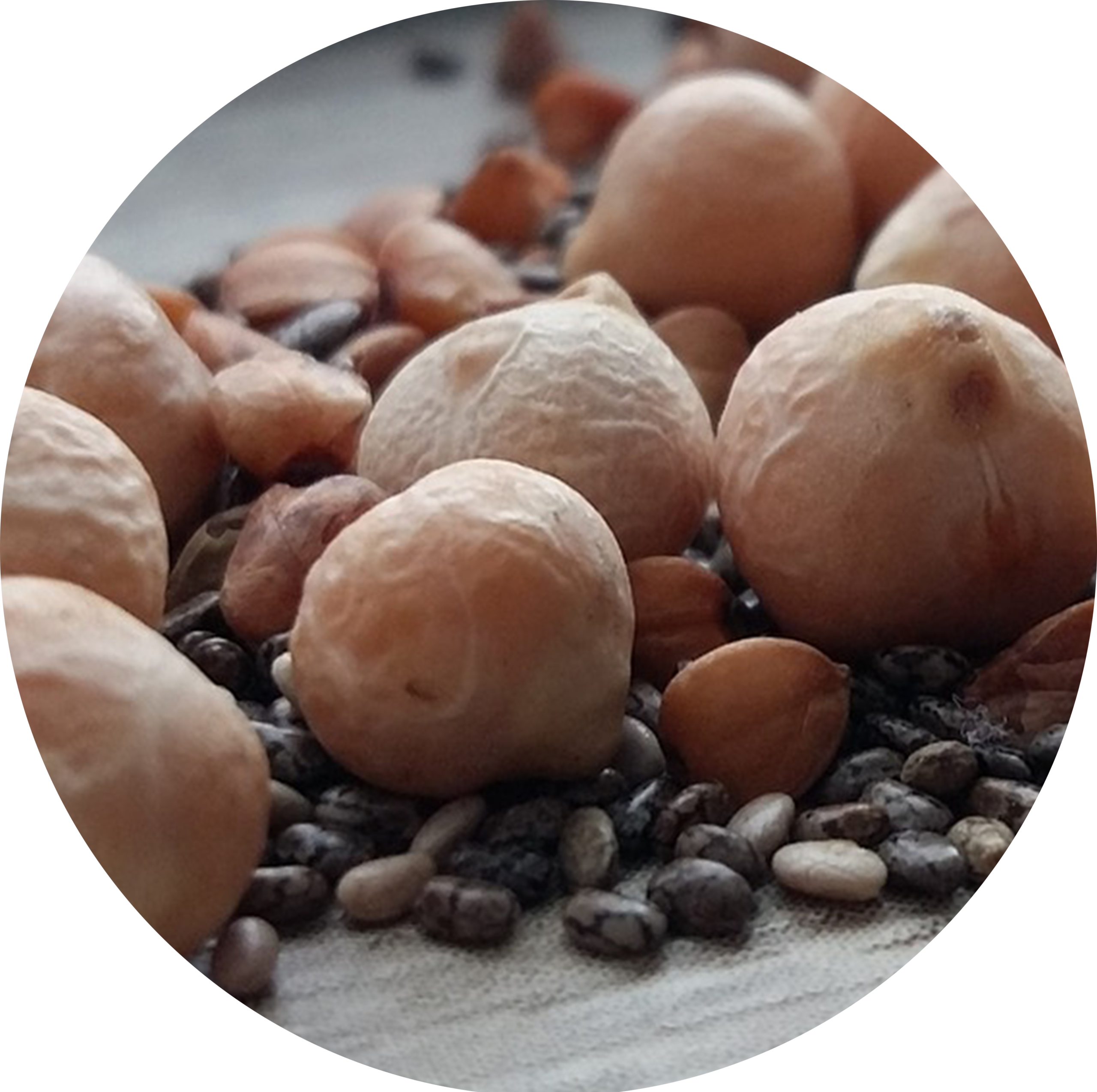 Hülsenfrüchte