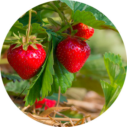 Beeren erdbeere-