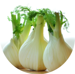 Fenchel